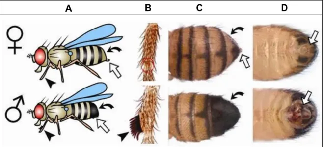 Figura 3: Diferenças entre macho e fêmea de Drosophila melanogaster. As imagens mostram as  fêmeas (parte superior) e os machos (parte inferior)