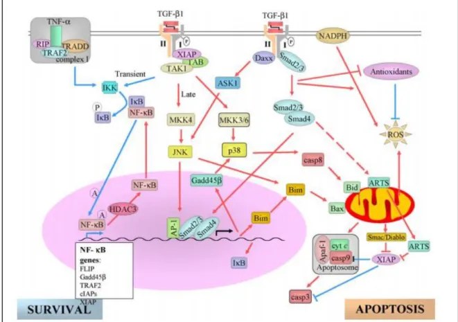 Figura  10:  Interação  da  sinalização  de  TGF-β1  com  caminhos  extrínsecos  e  intrínsecos  para  promoção de sobrevivência celular ou de apoptose