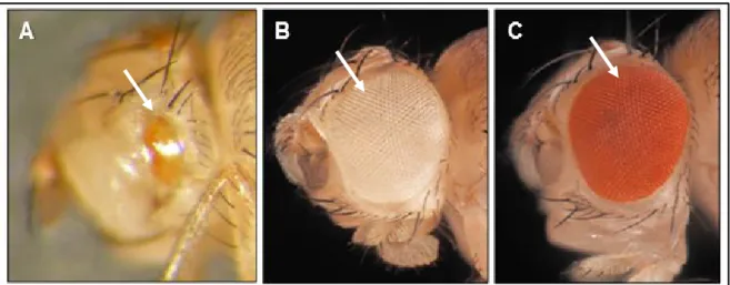 Figura 11: Padrão fenotípico de olhos em diferentes linhagens de  Drosophila  melanogaster