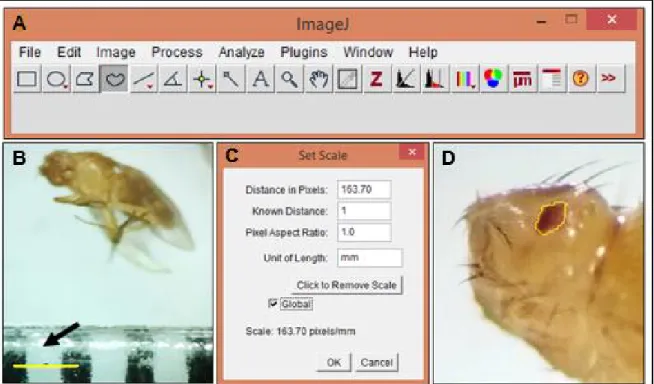 Figura  14:  Passo-a-passo  da  quantificação  da  área  do  olho  de  Drosophila  melanogaster  pelo  Software Image J