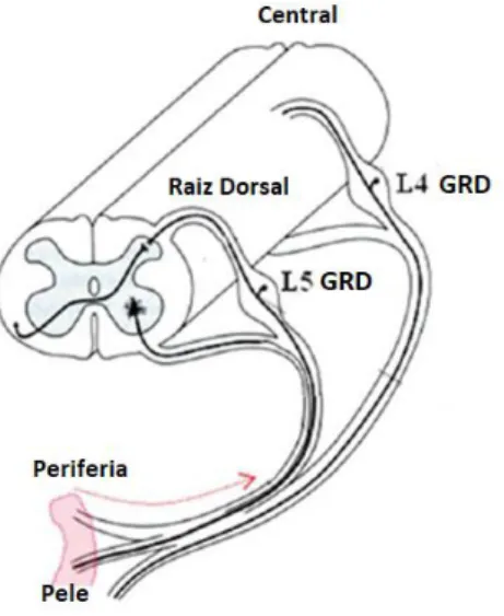 Figura 1. Diagrama esquemático das características estruturais do gânglio da raiz dorsal