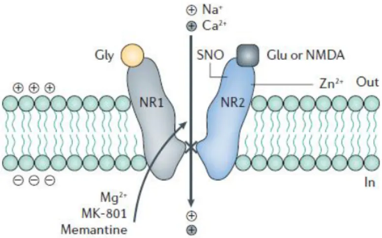 Figura 2. Sítios de ligação do receptor NMDA.  Glicina (Gly) e glutamato/N-metil-D-aspartato (Glu/NMDA)  ligados aos seus respectivos sítios de ligação, o local de ligação para Mg 2+ , MK-801 está na região do poro do  canal iônico