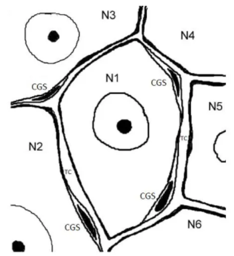 Figura 3. Diagrama esquemático da organização entre as células satélites e os corpos neuronais no gânglio  da raiz dorsal