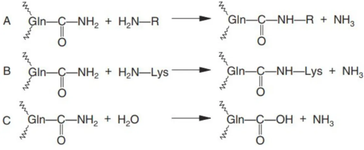 Figura 1  –  Reações catalisadas por transglutaminase. (A) Reação de acil-transferência