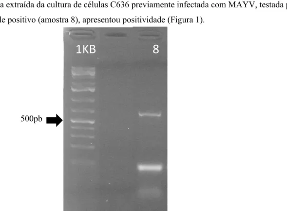 Figura 1: Eletroforese dos produtos de PCR para segmento do gene que codifica para Actina  de mosquito (683pb), realizada com amostras extraídas de cultura de células C/636 inoculadas  com o vírus Mayaro (amostra 8) e padrão de peso molecular 1kb (PPM)