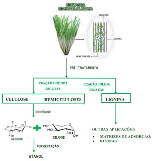 Figura 1 - Representação da produção de etanol a partir de biomassa lignocelulósica. 