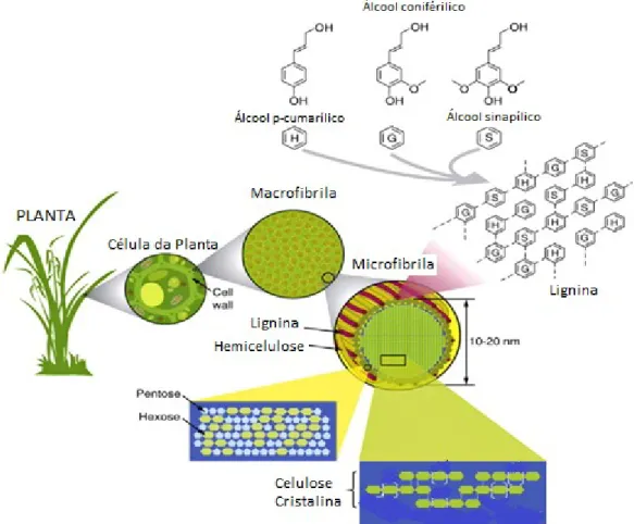 Figura 3- Estrutura da lignocelulose presente no bagaço de cana-de-açúcar. 