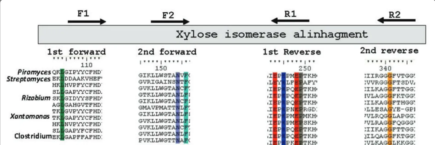 Figure 1 Conserved regions utilized for the construction of the degenerate primers. The choice of regions was based on multiple alignments of XI amino acid sequences