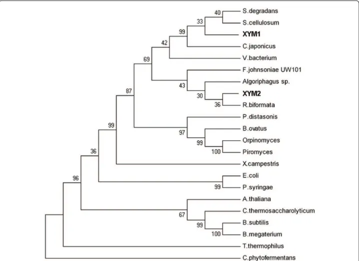 Figure 2 Neighbour-joining tree showing the phylogenetic positions of xym1- and xym2-encoded XIs based on conserved amino acids of different XIs
