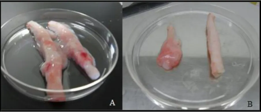 Figura  5:  A)  Fragmento  do  cordão  umbilical  coletado  no  momento  do  parto  de  bezerros bovinos; B) Fragmento da geleia de Wharton (esquerda) e fragmento do vaso  do  cordão  umbilical  (direita),  ambas  as  estruturas  foram  cultivadas  para  i