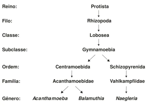 Figura 1. Esquema filogenético de Acanthamoeba, Naegleria e Balamuthia.  