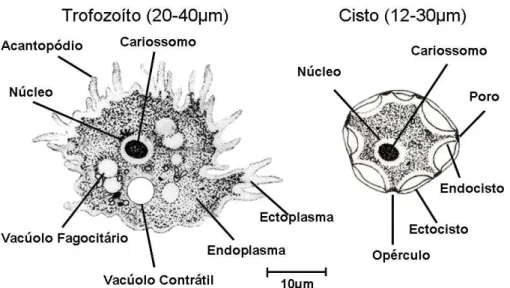 Figura 2. Formas evolutivas do Gênero Acanthamoeba (E.G. Rondanelli, M. Scaglia. Atlas  of human protozoa