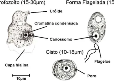 Figura 3. Formas evolutivas do Gênero Naegleria (E.G. Rondanelli, M. Scaglia. 