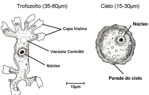 Figura 4. Formas evolutivas do Gênero Balamuthia (E.G. Rondanelli, M. Scaglia.  