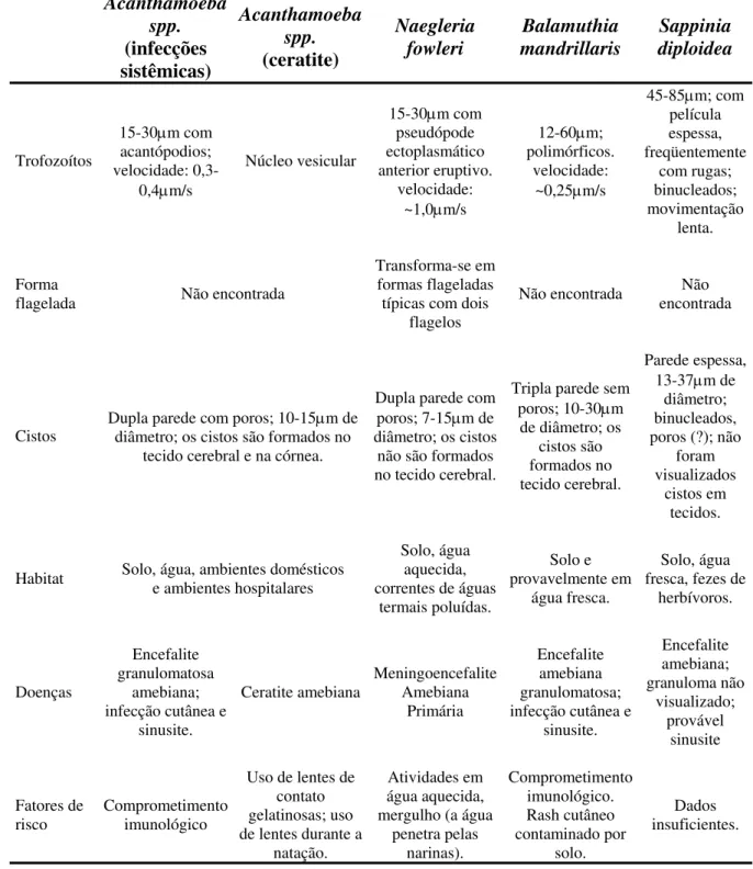 Tabela 1. Aspectos comparativos de quatro gêneros de Amebas de Vida Livre patogênicas,  adaptada de Schuster et al, 2004b