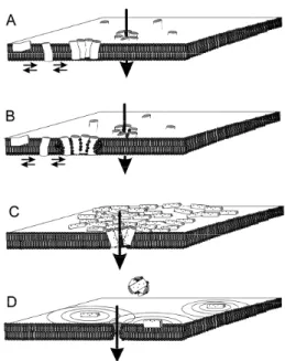 Figura  2. Modelo  de  atuação  dos  peptídeos  na  membrana  plasmática.  (A)  ( ) ,  (B) 