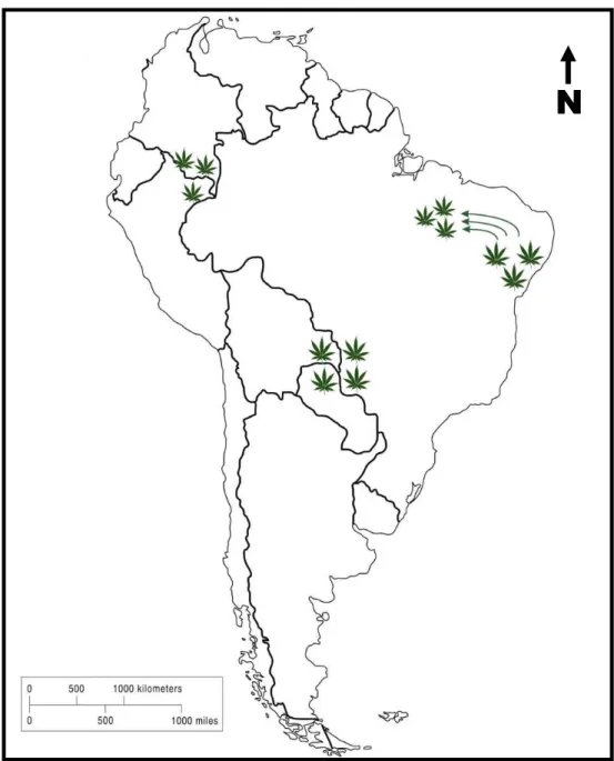 Figura 1. Mapa das regiões apontada pela ONU como principais produtoras de Cannabis sativa na América do Sul.