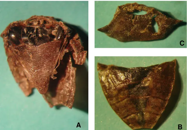 Figura  4.  Imagens  da  amostra  020,  identificada  como  T.  perditor.  Na  primeira  imagem(A),  visualiza-se  a  porção  dorsal  do  espécime,  exceção  à  cabeça  (não  presente),  estando  evidentes o escutelo e a região inferior ao pronoto