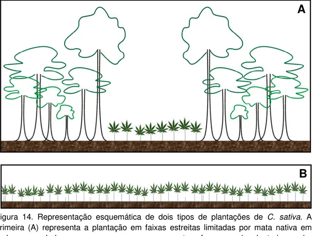 Figura  14.  Representação  esquemática  de  dois  tipos  de  plantações  de  C.  sativa
