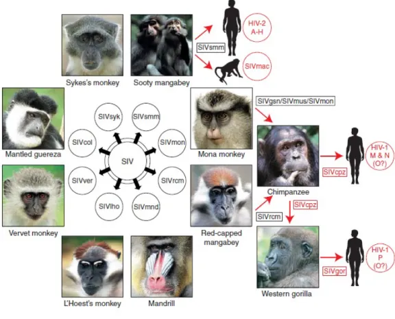 Figura 1. Primatas não humanos do Velho Mundo, com mais de 40 diferentes espécies, são naturalmente  infectados  por  lentivírus,  denominado  vírus  da  imunodeficiência  símia  (SIV)