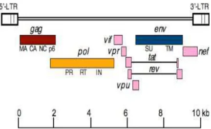 Figura 2. Organização genômica dos retrovírus. Apresenta tamanho de aproximadamente 10 kb e contém  pequenas  fases  abertas  de  leitura  (ORFs)  e  sua  regiões  apresentam  as  sequências  gênicas  de  gag  (que  codifica  a  matriz,  capsídeo  e  nucle