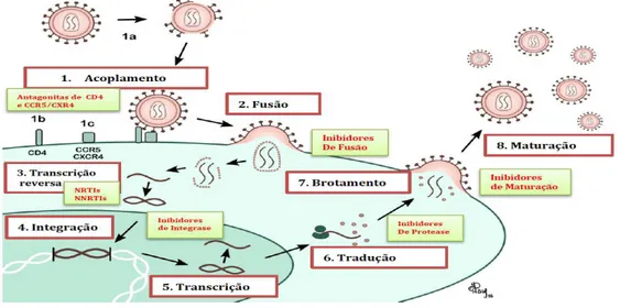 Figura 3.   Ciclo de replicação de retrovírus e alvos comuns para a terapia antirretroviral