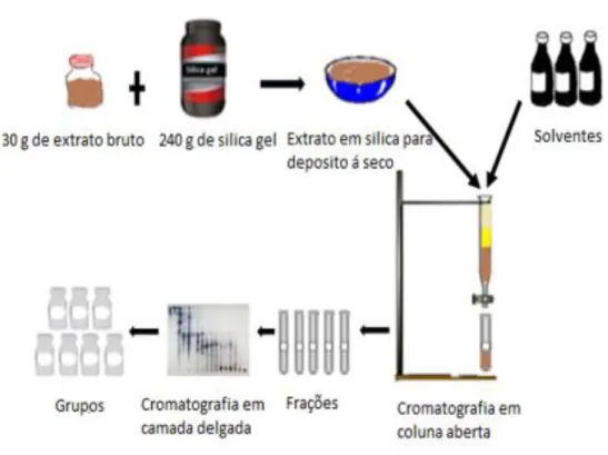 Figura  11.  Esquema  do  fracionamento  químico  do  extrato  acetato  de  etila  da  casca do caule de Enterolobium ellipticum  