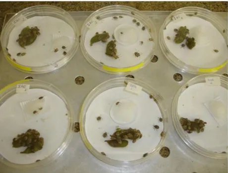 Fig.  2.  Placas  de  Petri  plásticas  (9  cm  de  diâmetro  x  2  cm  de  altura),  com  ninfas  de  terceiro instar, utilizadas nos experimentos da biologia do Euschistus heros criadas em  diferentes cultivares de soja