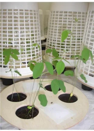 Fig. 4. Arenas, formadas por uma base de madeira (40 cm de diâmetro), utilizadas para  os testes de preferência de oviposição de Euschistus heros entre diferentes cultivares de  soja, no Laboratório de Semioquímicos – Embrapa Recursos Genéticos e Biotecnol