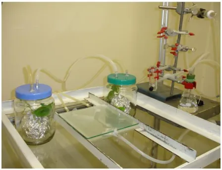 Fig.  1.  Sistema  de  bioensaio  com  o  olfatômetro  em  forma  de  “Y”  utilizado  no  Laboratório  de  Semioquímicos  –  Embrapa  Recursos  Genéticos  e  Biotecnologia  (Cenargen), Brasília, DF