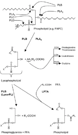Figura  1.  Sítios  de  hidrólise  das PLs (A,  B,  C,  D) e posições  das  atividades hidrolíticas de  cada  tipo  de fosfolipase em  um  fosfolipídio  (PAPC)