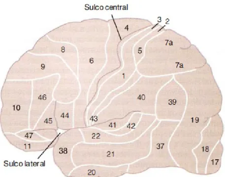 Figura 3: Áreas de Brodmann do córtex cerebral. As áreas 1, 2 e 3 constituem o córtex somatossensorial  e as áreas 5 e 7 são denominadas áreas de associação somatossensorial (GUYTON &amp; HALL, 2006) 