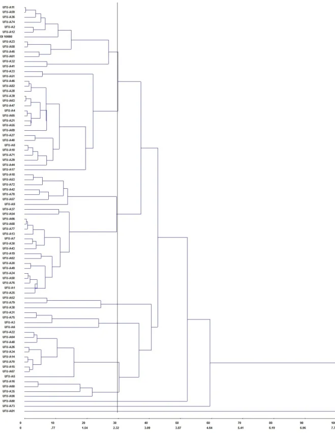 Figura 1.  Dendrograma da divergência genética entre 83 genótipos de alface, obtido pelo Método  Hierárquico  de ligação média “UPGMA” como medida de dissimilaridade