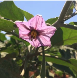 Figura 1. Flor de Solanum melongena com o pistilo longestilo, no cultivo estudado, em Araguari (MG)