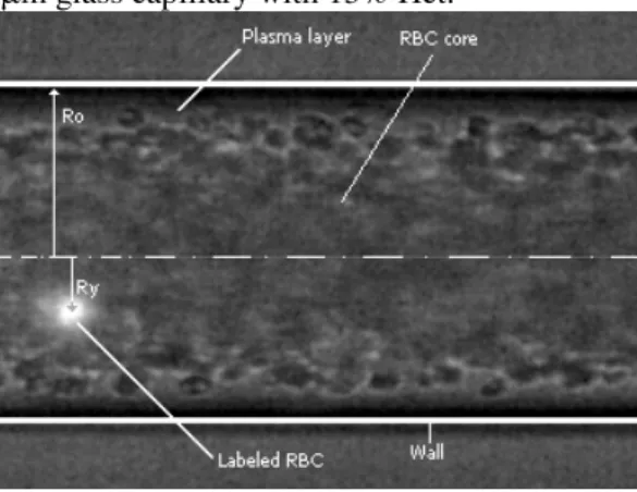 Figure 2. Coordinate system in the middle plane of a 100-µm capillary with 15% Hct. The image contains both  halogen and laser light, which enables visualization of both labeled and non-labeled RBCs