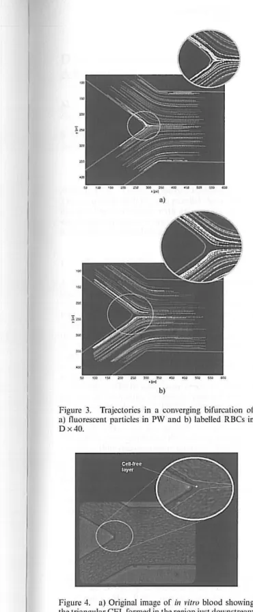 Figure  3.  Trajectories  in  a  converging  bifurcation  of  a)  nuorescent  particles  in  PW and  b)  labelled  RBCs  in  D x 40