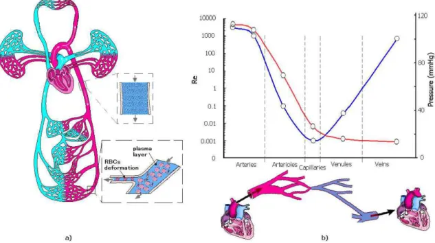 Figure 1: a) Schematic diagram of the circulatory system. b) Schematic diagram showing the changes in blood pressure  and Re on the large arteries, capillaries and veins [1, 4, 15]