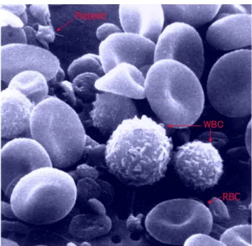 Figure 2: Scanning electron microscope image of human blood cells (adapted from [6] )