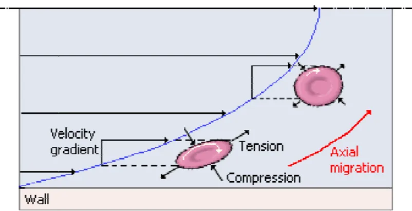 Figure  10:  The  RBCs  axial  migra velocity gradient ( γ ) of the flow [2