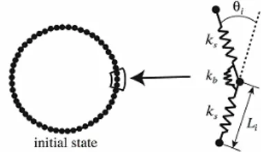 Figure 11. Red blood cell model. Nodal points on the membrane were connected  by  a  mechanical  spring