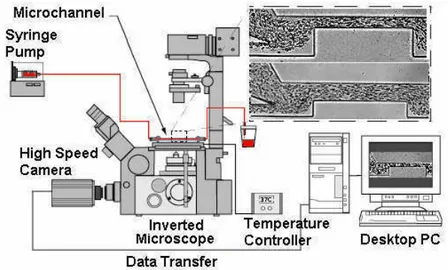 Figure 2. High-speed video microscopy system. 