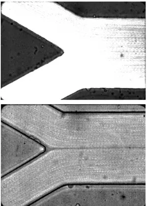 Figure 3. Image of trace particles in pure water (up) and in vitro blood (down) obtained  after “Zproject” (maximum intensity function)