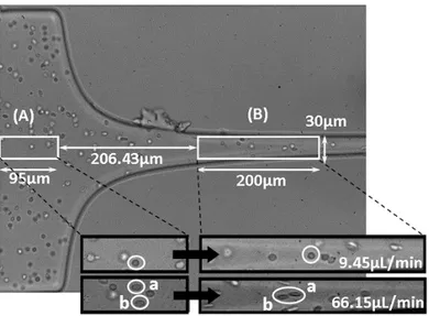 Figure 6 shows an original image of the PDMS hyperbolic microchannel and the  view of flowing RBCs at different flow rates (9.45 µl/min and 66.15 µl/min) and in  two pre-defined regions, (A) and (B)
