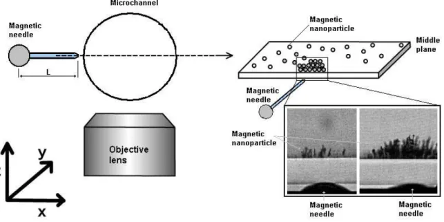 Figure  4  shows  a  schematic  illustrating  the  effect  of  static  magnetic  field  on  the  magnetic  nanoparticles