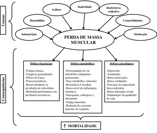 Figura 2 – Causas e consequências da perda de massa muscular de pacientes com IRC em  programa regular de hemodiálise (adaptado de B