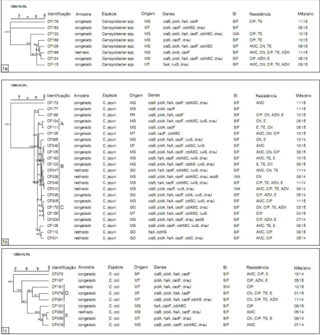 Figura  1:  Dendrograma  dos  37  isolados  de  Campylobacter  spp.  oriundos  de  carcaças  de  frangos  resfriados  e  congelados,  pela  técnica  de  RAPD-PCR  com  os  primers  1290  e  HLWL,  utilizando  a  média  de  experimentos  (average  from  exp