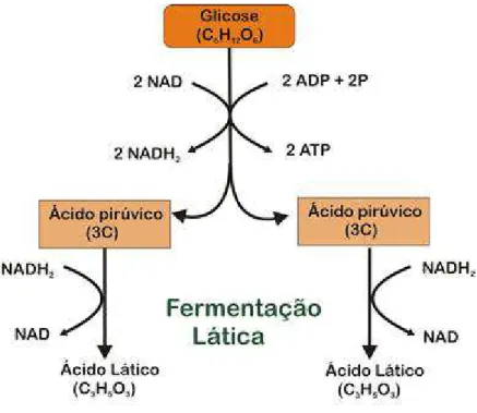 Figura 1. Processo fermentativo das bactérias ácido lácticas e seus subprodutos. 