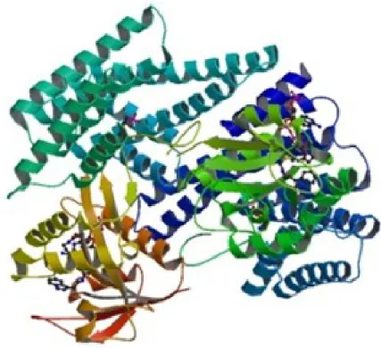 Figura  6  -  Estrutura  cristalizada  do  complexo  14-3-3  Zeta:  serotonina  N- N-acetiltransferase 