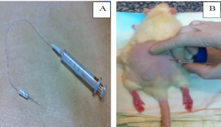 Figura 1: Injeção intraganglionar. A) Material utilizado para fazer a injeção direta (seringa de  vidro,  cateter  e  agulha  gengival