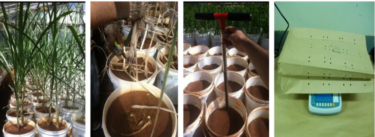 Figura 2. Detalhe de planta, colheita, amostragem de solo e pesagem de massa seca da  parte aérea, casa-de-vegetação (ICIG/UFU), Uberlândia, MG
